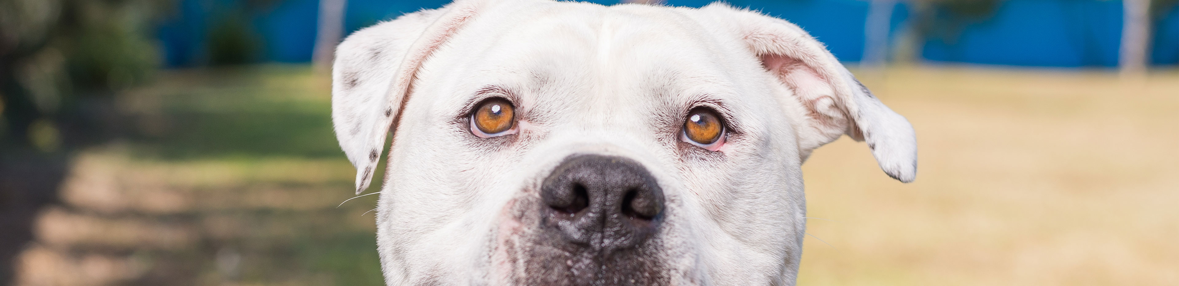 Boof My RSPCA Pet Happy Story